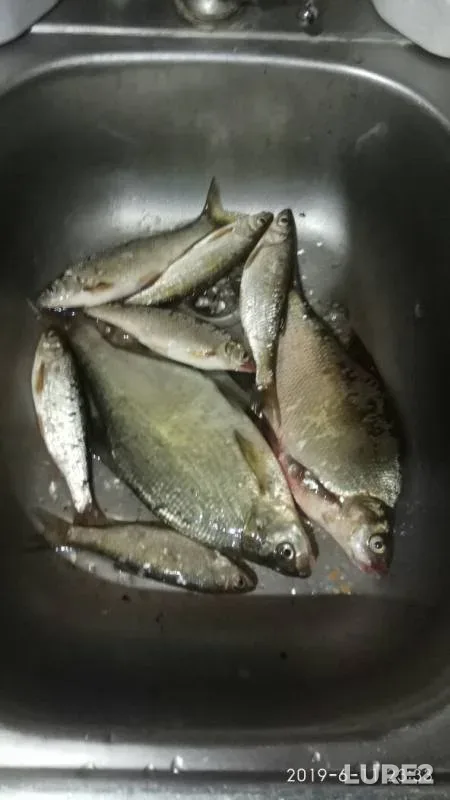 Bream — Tom, Jun 11, 2019