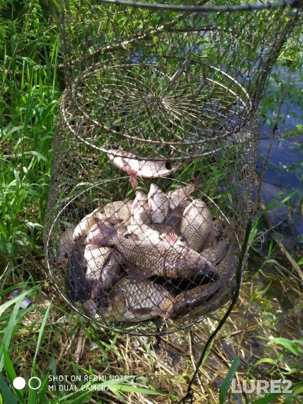Crucian carp — Kemerovskaya oblast, Jun 12, 2019