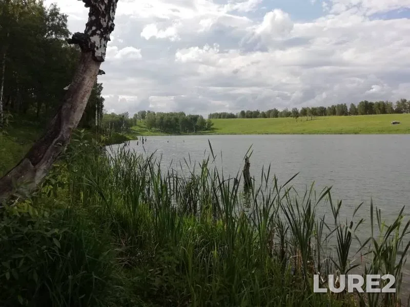Perch — Meret, Jun 13, 2019