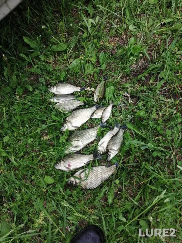 Crucian carp — Kemerovskaya oblast, Jun 14, 2019