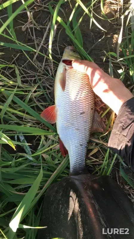 Ide, Pike — Tom, Jun 20, 2019