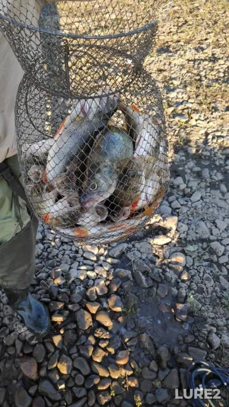 Perch — Tom, Jun 22, 2019