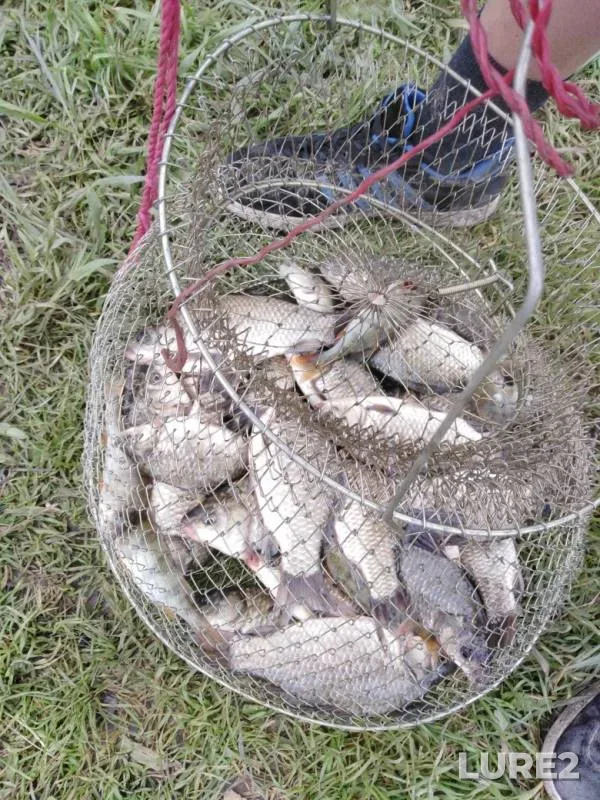 Crucian carp — Kemerovskaya oblast, Jun 24, 2019