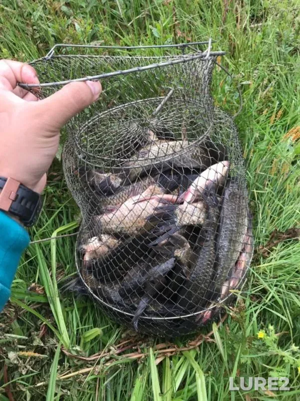 Crucian carp — Kemerovskaya oblast, Jun 30, 2019