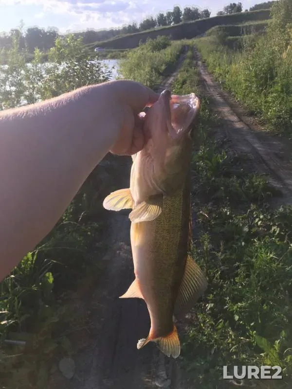 Pike — Kemerovskaya oblast, Jul 07, 2019