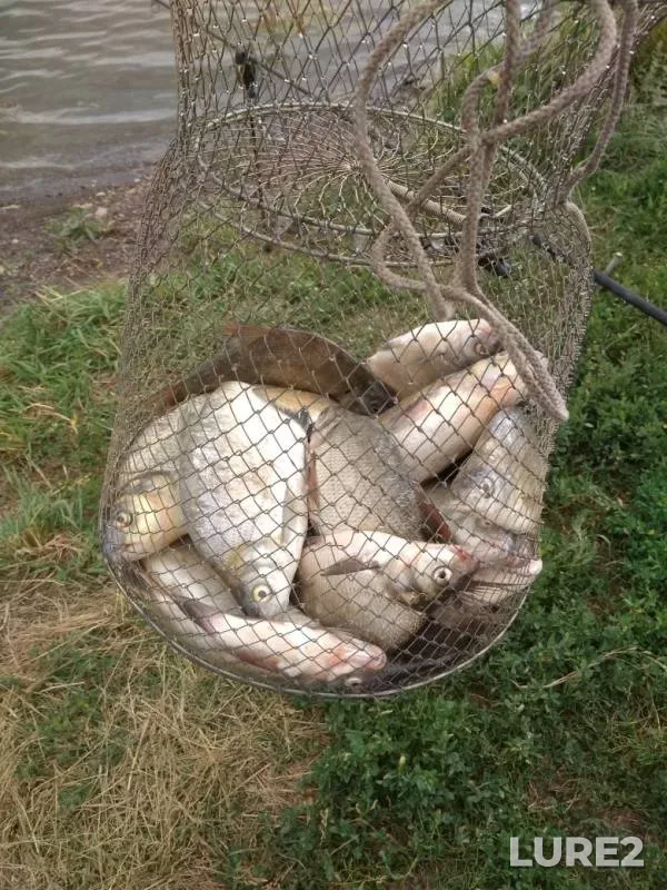 Bream — Kemerovskaya oblast, Jul 07, 2019