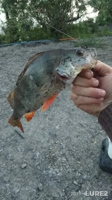 Perch — Platnyy prud Konovalovo., Jul 09, 2019