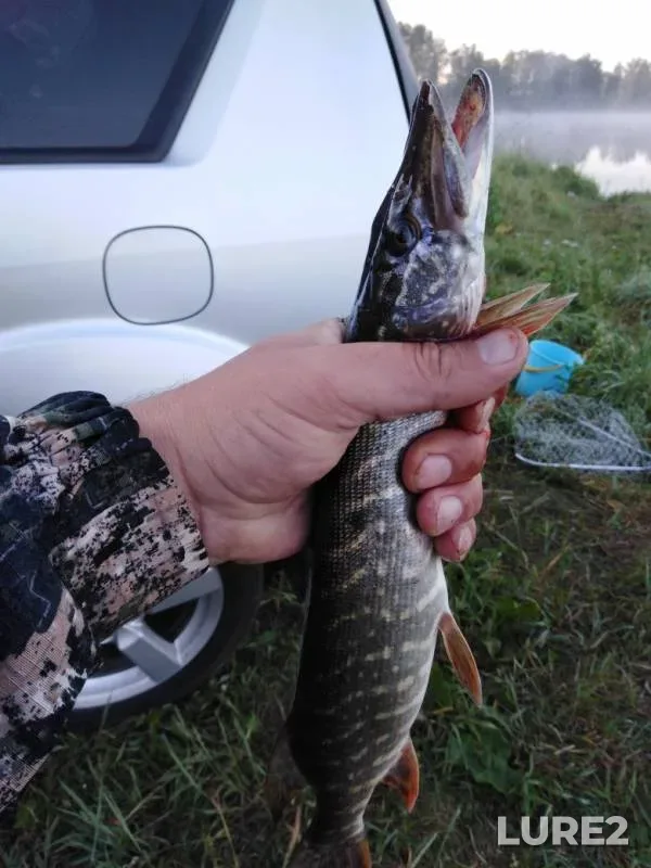 Crucian carp, Pike — "Shchuchiy", Jul 11, 2019