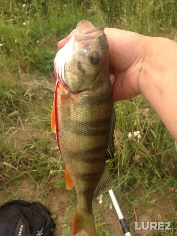 Bream, Perch — Yaya, Jul 13, 2019