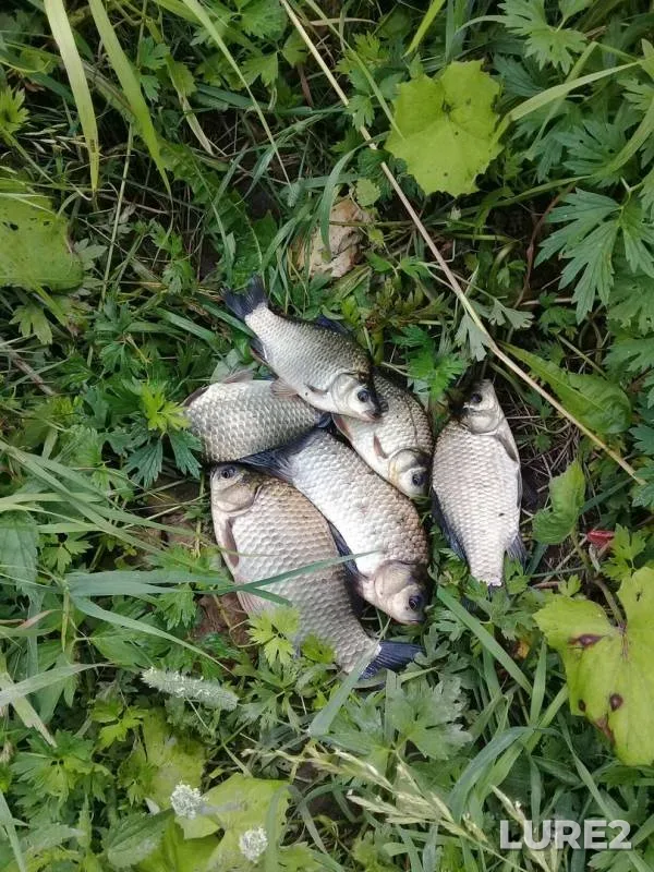 Crucian carp — Lesovik, Jul 15, 2019