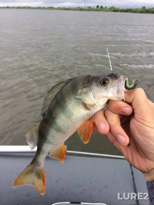 Perch — Tanayev, Jul 18, 2019