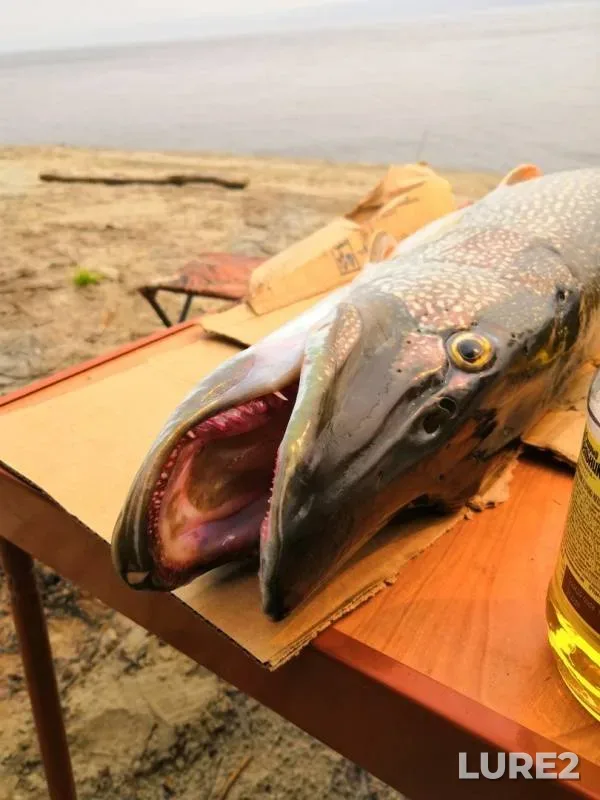 Pike — protoka Matyanga, Jul 21, 2019