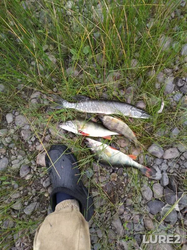 Perch, Pike — Tom, Jul 23, 2019