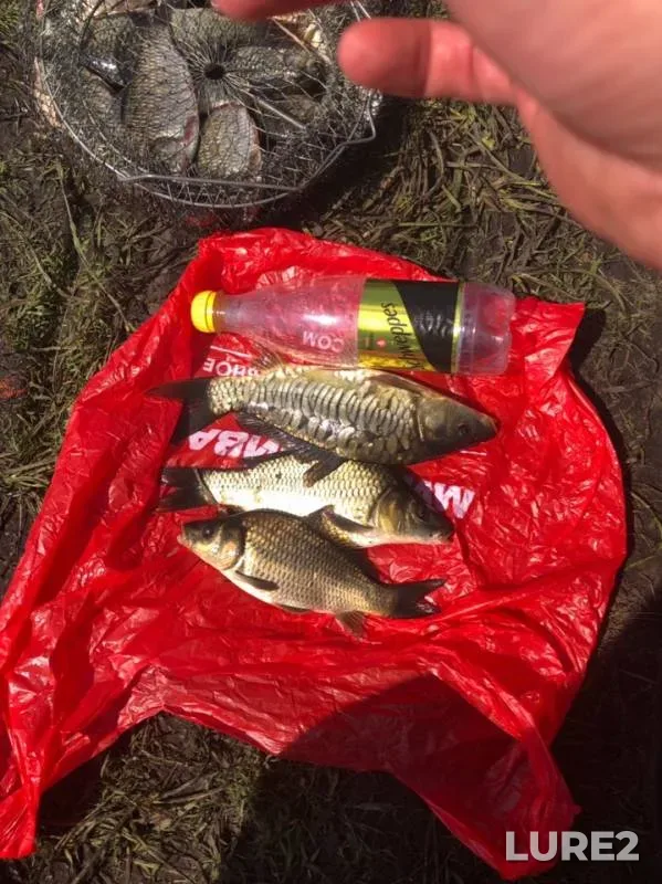 Carp, Crucian carp — Kemerovskaya oblast, Jul 28, 2019