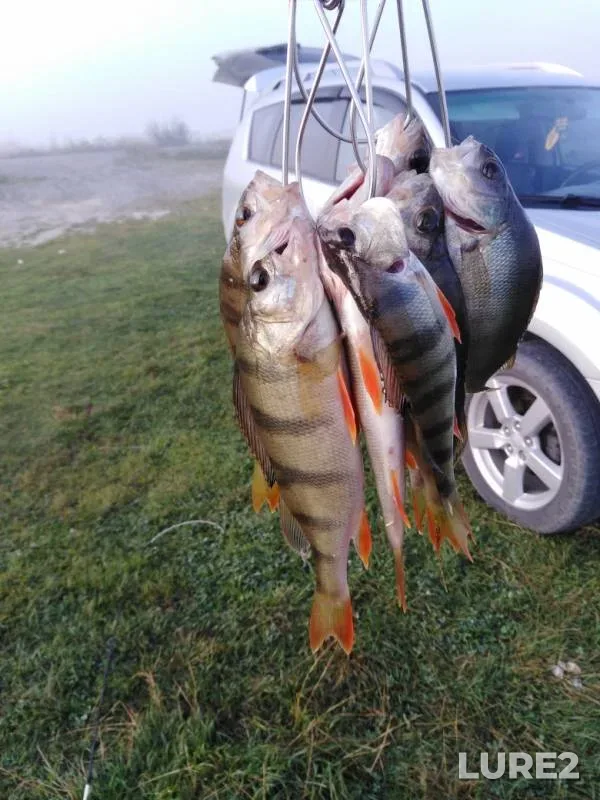Perch — Bolshoy Korchugan, Aug 09, 2019