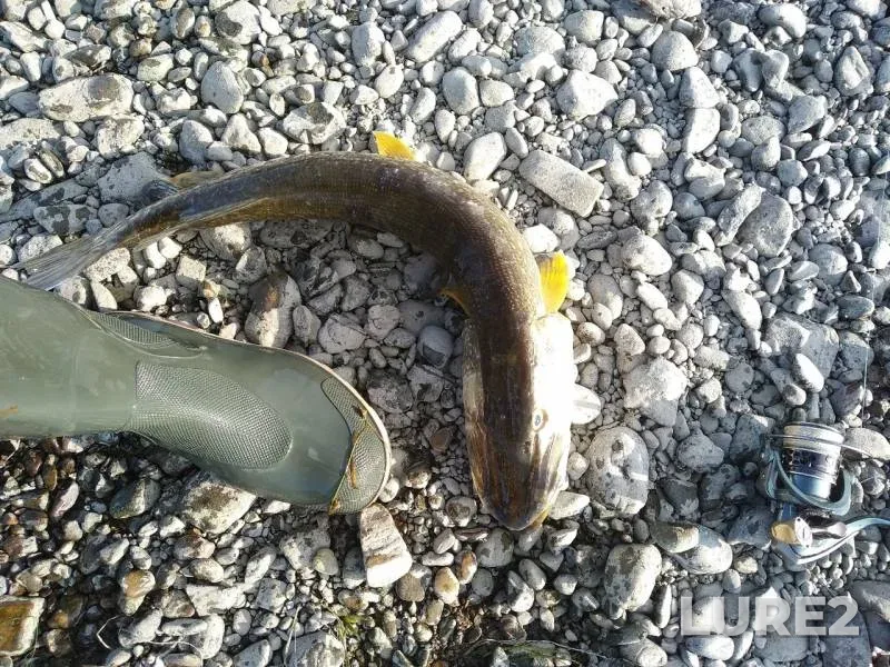 Pike — Tom, Aug 10, 2019