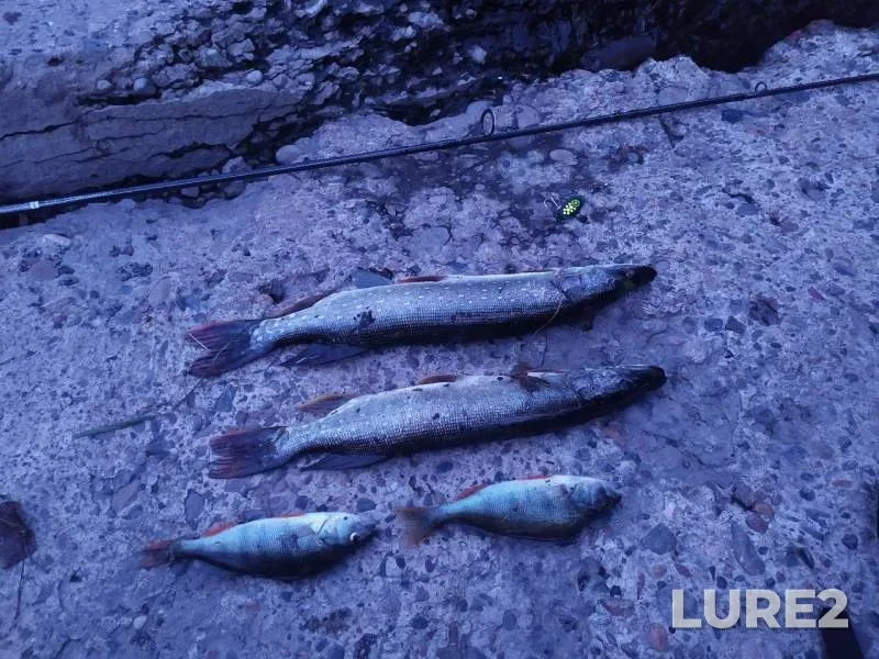 Perch, Pike — Tom, Aug 13, 2019