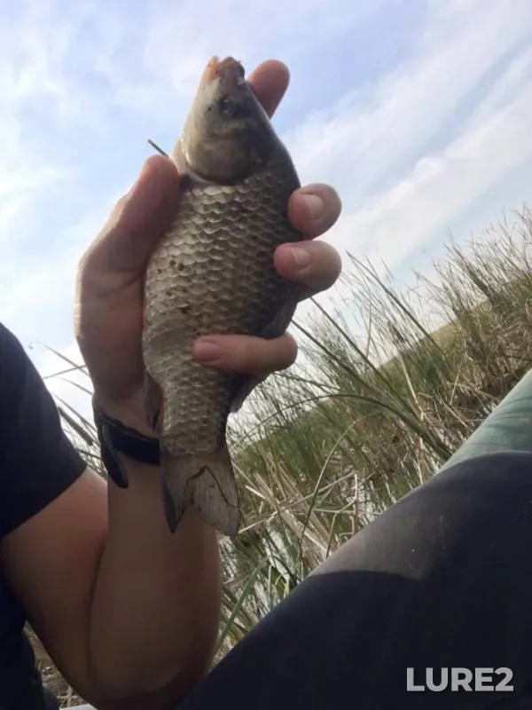 Crucian carp — Krivoy Uskat, Aug 15, 2019