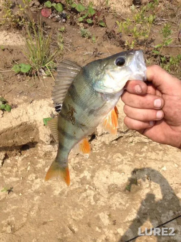 Perch — Kemerovskaya oblast, Aug 18, 2019