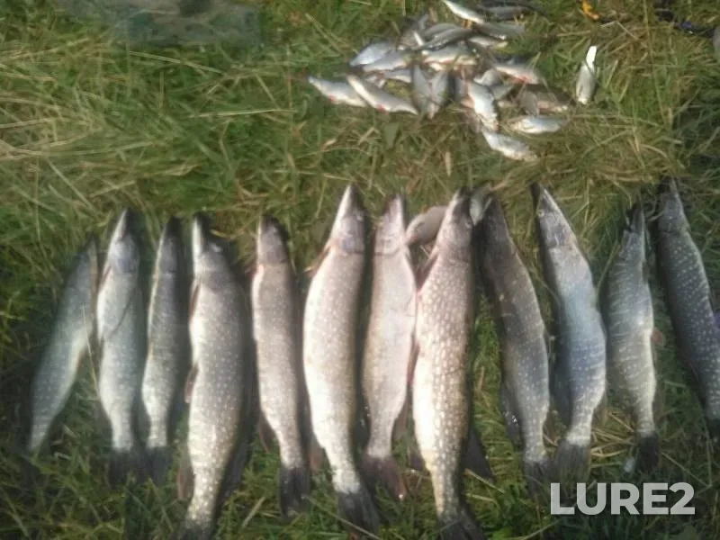 Pike — Lebyazhya, Aug 19, 2019