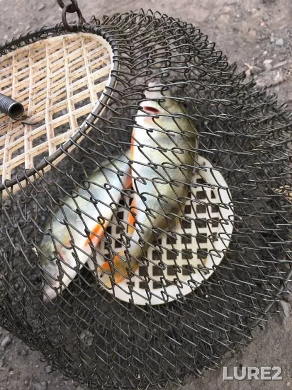 Perch — Kemerovskaya oblast, Aug 20, 2019