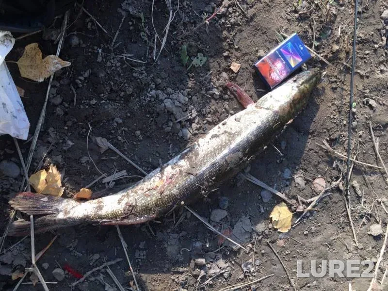 Pike — Tom, Sep 22, 2019