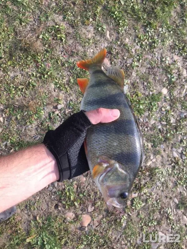 Perch — Tom, Sep 23, 2019