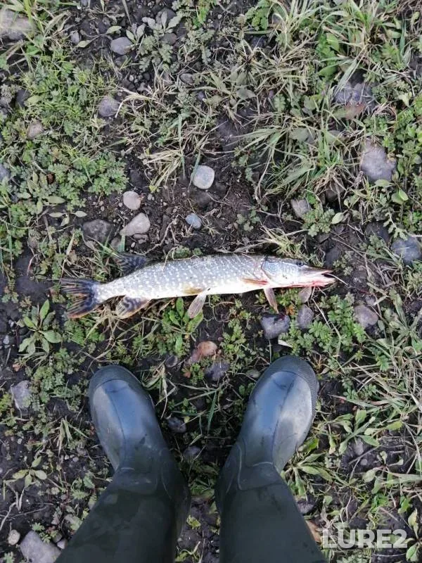 Pike — Tom, Sep 23, 2019
