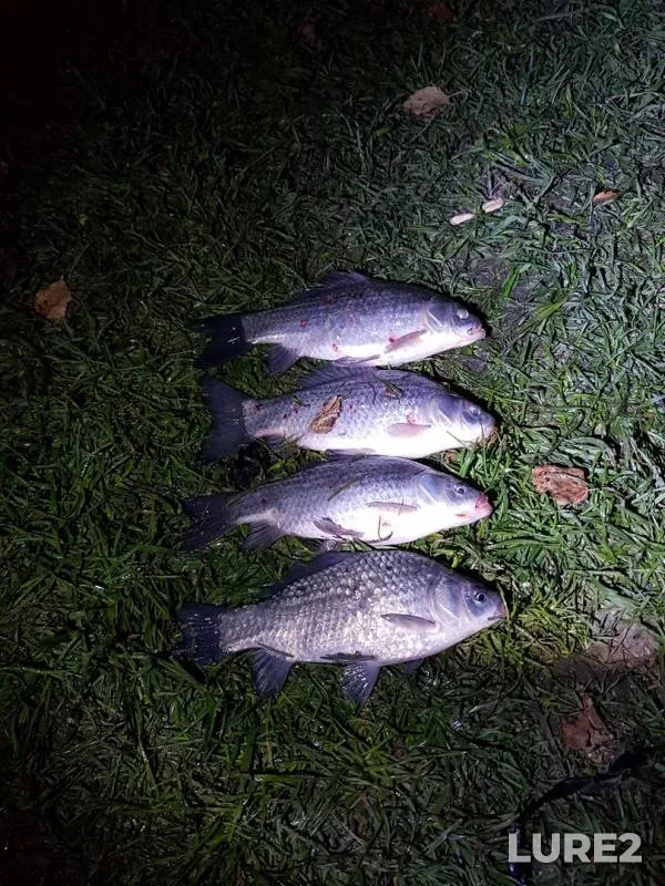 Crucian carp — Kemerovskaya oblast, Sep 25, 2019