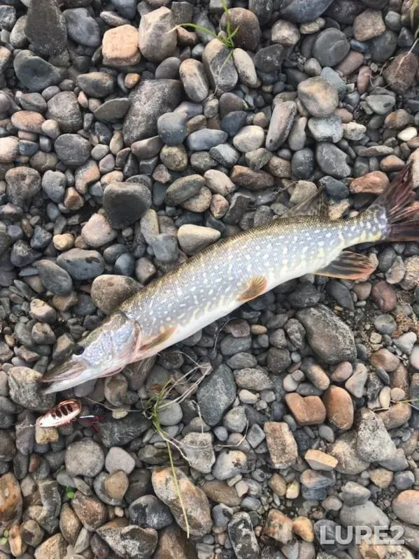 Perch, Pike — Tom, Sep 26, 2019