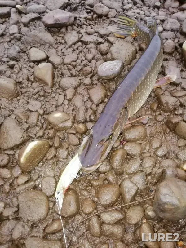 Pike — Bolshaya Kamyshnaya, Sep 29, 2019