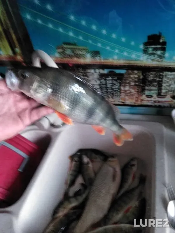 Perch — Tom, Oct 02, 2019