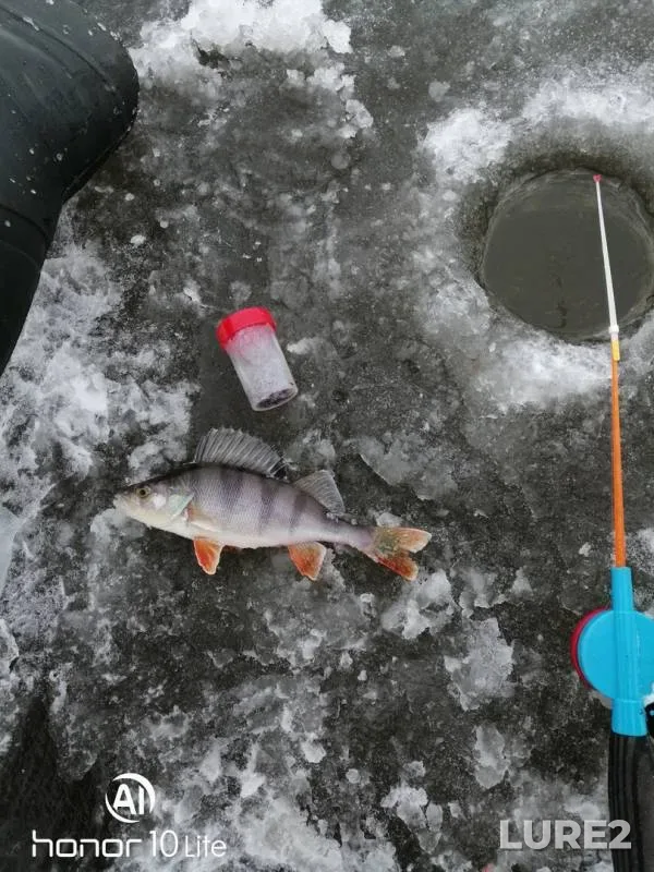Perch — Kemerovskaya oblast, Nov 13, 2019
