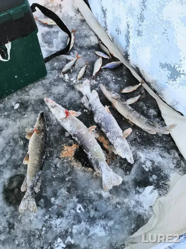 Pike, Roach — Poduval, Nov 13, 2019
