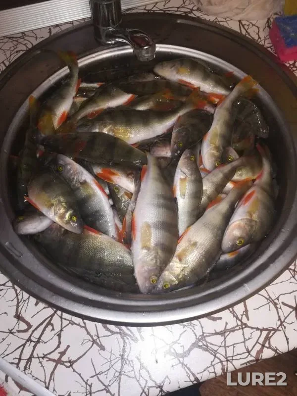 Perch — Tom, Nov 24, 2019