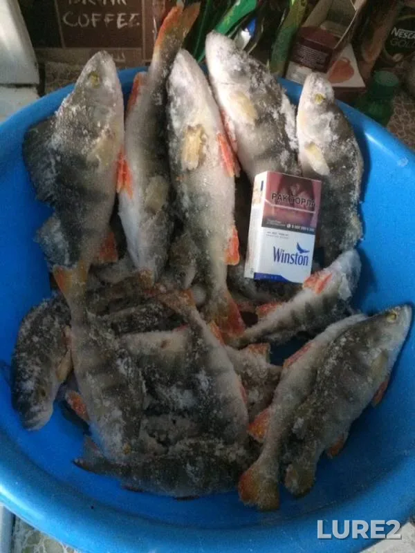 Perch — Tom, Nov 24, 2019
