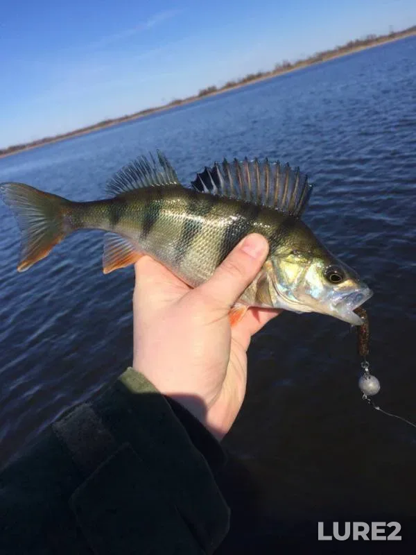 Perch — Pesvo, Mar 27, 2016