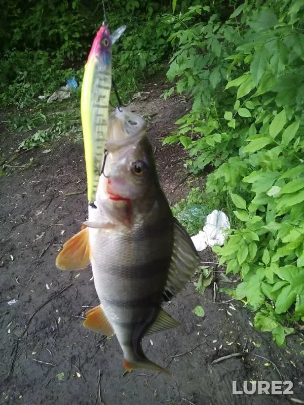 Perch, Pike — Desna, Jun 11, 2016