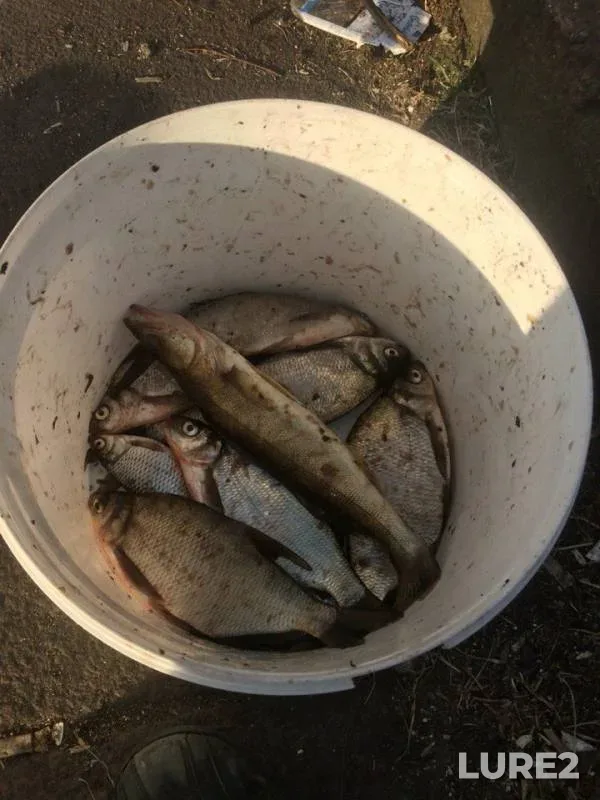 Bream, Zander — Sestroretskiy Razliv, May 18, 2016