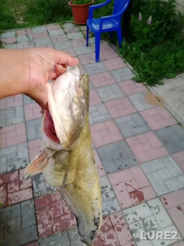 Wels catfish — Respublika Tatarstan, Jun 24, 2018