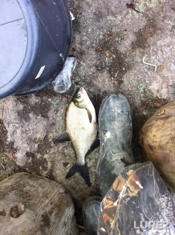 Bream — Gniloye, Jun 26, 2016
