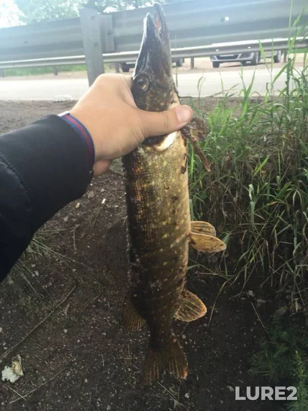 Pike — Krasnokholmskoye, Jul 08, 2016