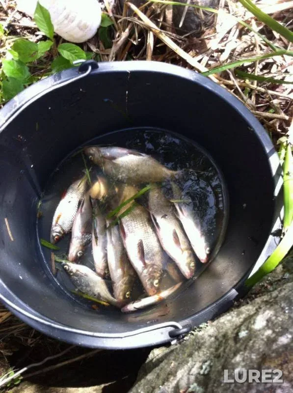 Bream, Roach — Kyulyasalmenyoki, Jul 17, 2016