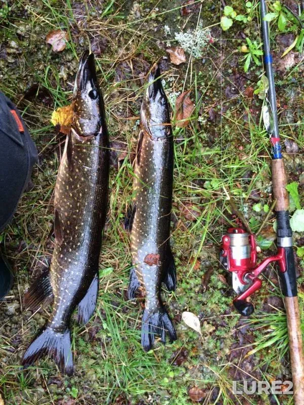 Pike — Tarasyoki, Aug 16, 2016