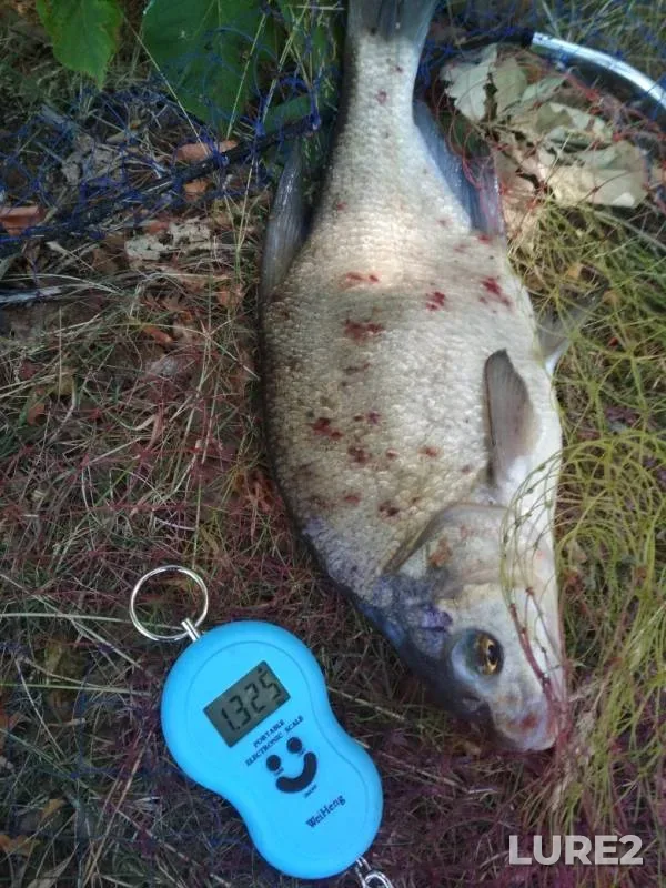 Bream — Volga, Jul 01, 2018