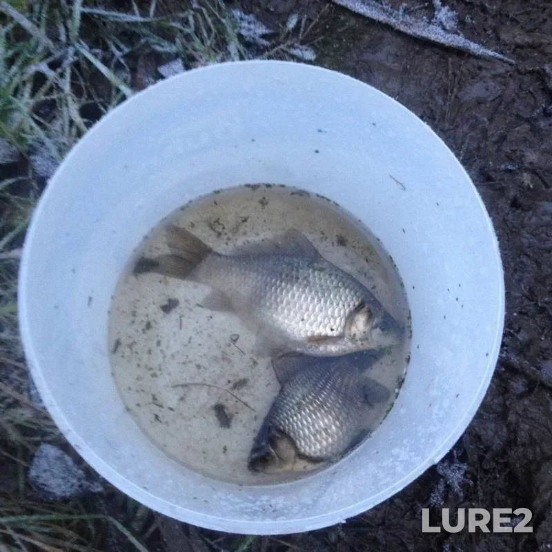 Crucian carp — Bolshaya Izhorka, Nov 27, 2016