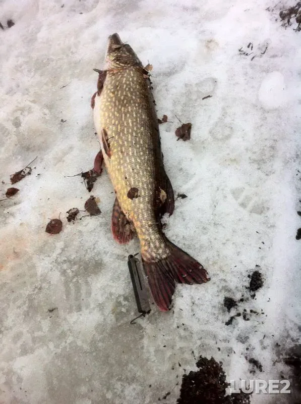 Pike — Tikhaya, Mar 19, 2017
