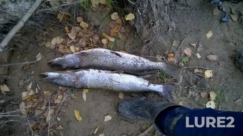 Pike — Kazanka, Oct 01, 2018