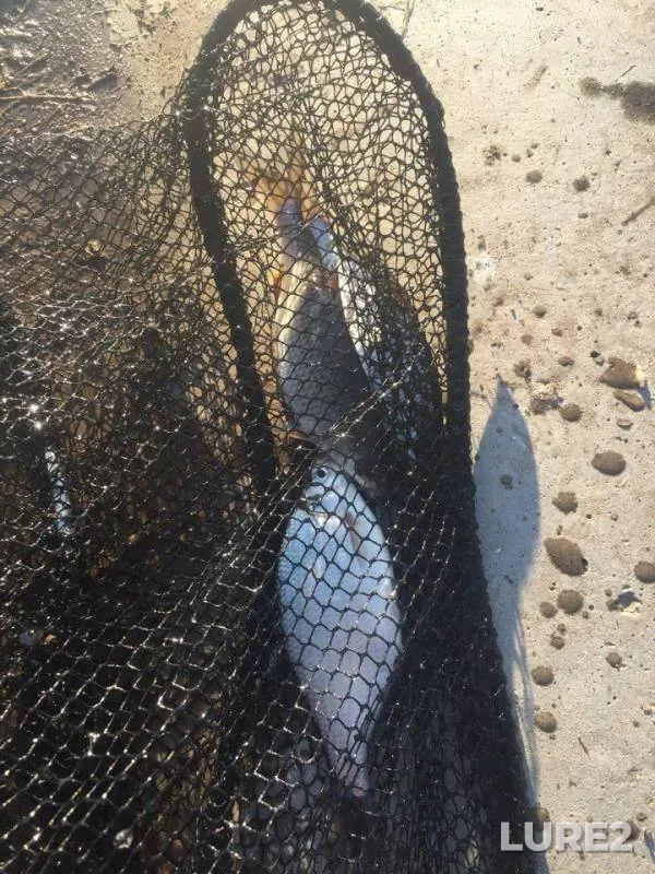 White bream — Dudergofskiy kanal, Apr 27, 2018