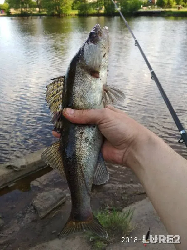 Bream, Zander — Sestroretskiy Razliv, May 23, 2018